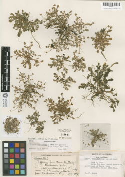 Type specimen of Calyptridium parryi var. hesseae (HOLOTYPE, CAS388413, 2 July 1954), collected by Vesta F. Hesse in the Santa Cruz Mountains, Santa Cruz County, CA. Both the HOLOTYPE and ISOTYPE are housed at the California Academy of Sciences. Type specimen of Calyptridium parryi var. hesseae (HOLOTYPE, CAS388413, 2 July 1954), collected by Vesta F. Hesse in the Santa Cruz Mountains, Santa Cruz County, CA. Both the HOLOTYPE and ISOTYPE are housed at the California Academy of Sciences.